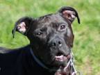 Adopt Sophie - TAKE ME HOME FOR FREE! a American Staffordshire Terrier
