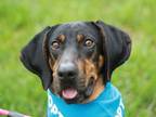 Adopt Melody - LOOKING FOR LOVE! a Black and Tan Coonhound, Coonhound