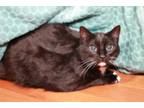 Adopt Luna - TAKE ME HOME FOR FREE! a American Bobtail, Domestic Short Hair