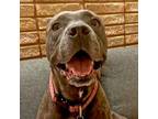 Adopt Meredith a Pit Bull Terrier