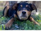 Adopt Pepper a Australian Shepherd, German Shepherd Dog