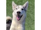 Adopt Mary Kate a Husky