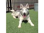 Adopt Ashley a Husky