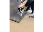 Adopt Baby Ruth a Border Collie, Mixed Breed
