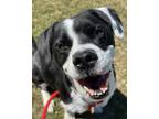 Adopt Chip a Pointer, Mixed Breed