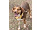 Adopt Bean a Beagle, Terrier