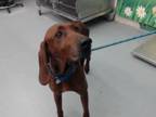 Adopt JEMMA a Redbone Coonhound