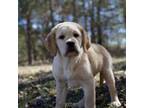 Labrador Retriever Puppy for sale in Gaffney, SC, USA