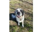 Adopt Molly 5 a Saint Bernard