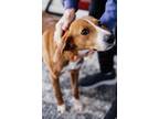 Adopt Scarlet a Beagle, Harrier