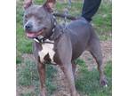 Adopt Lillith a Pit Bull Terrier