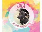 Adopt Lola a Great Dane, Mixed Breed