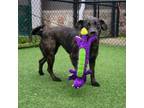 Adopt Spark Plug a Catahoula Leopard Dog