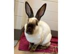 Adopt DUMPLING a Bunny Rabbit