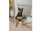 Adopt Ava a Doberman Pinscher, Staffordshire Bull Terrier