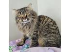 Adopt Homer a Domestic Medium Hair