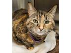 Adopt Snuggles a Torbie