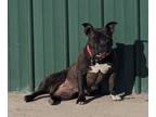 Adopt Anastasia Marie a Staffordshire Bull Terrier