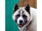 Adopt Bella a Akita