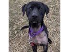 Adopt Cassie a Black Labrador Retriever
