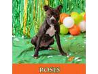 Adopt Roses a Pit Bull Terrier