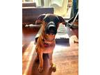 Adopt Phoebe a Redbone Coonhound