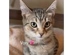Adopt Voni (adopt with Val) a Tabby, Domestic Short Hair