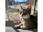 Adopt Val (adopt with Voni) a Tabby, Domestic Short Hair