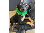 Adopt Maleficent a Rottweiler, Labrador Retriever