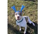 Adopt Piper *Courtesy Cupid* a Pit Bull Terrier