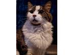 Adopt Dottie a Domestic Medium Hair