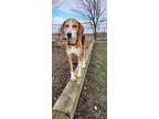 Adopt Iris a Coonhound