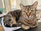 Adopt Minnie a Tabby, Domestic Short Hair