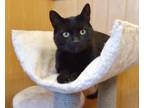 Adopt Hope a Domestic Short Hair