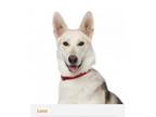 Adopt Lena a White German Shepherd