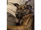 Adopt DESTINY a German Shepherd Dog, Mixed Breed