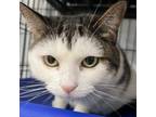 Adopt Diana a Domestic Short Hair