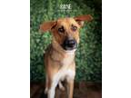 Adopt Rayne a German Shepherd Dog, Hound