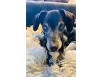 Adopt Angie a Dachshund