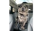 Adopt Merlin $475 a Chow Chow