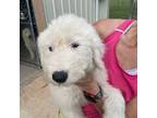 Old English Sheepdog Puppy for sale in Chandler, TX, USA