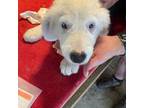 Old English Sheepdog Puppy for sale in Chandler, TX, USA