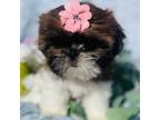 Shih Tzu Puppy for sale in Glendale, AZ, USA
