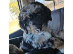 Mutt Puppy for sale in Section, AL, USA