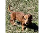 Adopt Ruby Sue a Dachshund