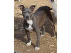 Adopt Joy a Pit Bull Terrier