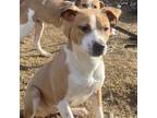 Adopt Guinivere a Hound, Pit Bull Terrier
