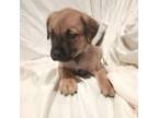 Adopt Daphne a Labrador Retriever, Mixed Breed