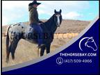Black Appaloosa Horse Mare - Available on [url removed]