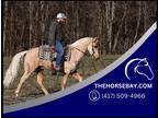 Tennessee Walking Palomino Gaited Trail Gelding - Available on [url removed]